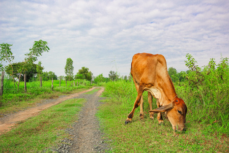 A Cow in the green rice fieldの写真素材