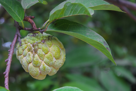 Sugar Apple (custard apple, Annona, sweetsop) on white background