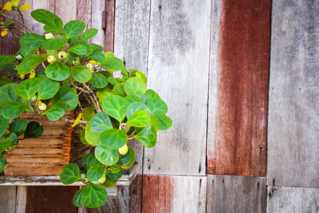 old wooden background with tree decorationの写真素材