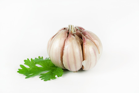 Garlic with leaves of coriander isolated on white