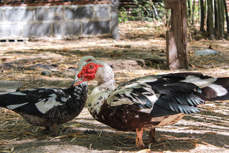 ducks in Farm ,farm in Thailand, Farm ducks mud bathの写真素材