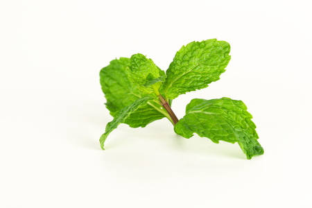 mint leaf, aromatic herbs, used as ingredients to make ice cream and herbal teasの写真素材