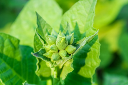 Cultivated tobacco in plantation. Its leaves commercially grown to be processes into tobacco industryの写真素材