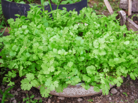 Green coriander in growth at vegetable gardenの写真素材