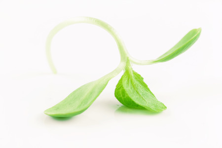 organic sunflower sprouts isolated on white background