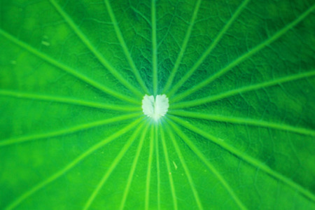 green leaf background,nature blur backgroundの写真素材