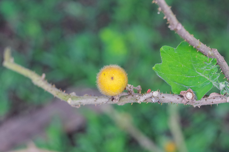 Thai yellow hairy-fruited eggplant on white backgroundの写真素材