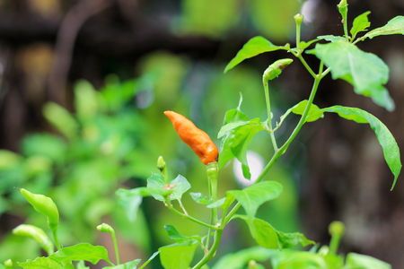 Red chili on green leaf in the gardenの写真素材