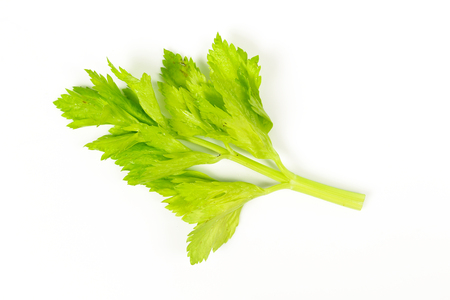 Fresh green celery isolated on white backgroundの写真素材