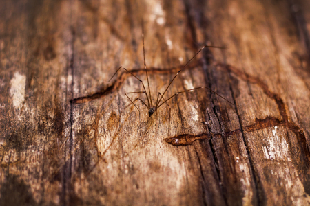 old nature wooden background, texture of bark woodの写真素材