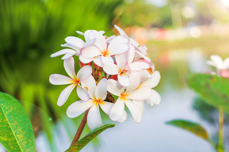 Plumeria flower with nature background to create a beautifulの写真素材