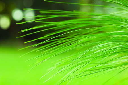 green pine leaf texture and background, Green leaves