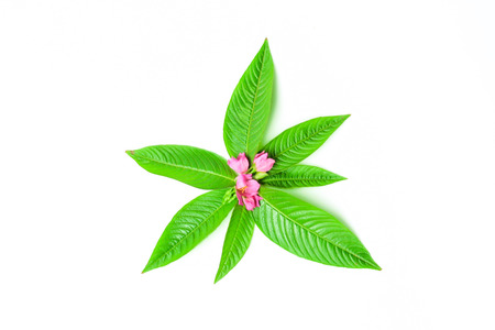 fresh natural green leaf and pink flower on white backgroundの写真素材