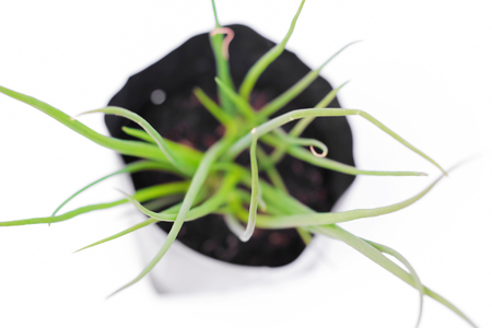 Spring onion planted in black bag waiting to be planted on the soil.の写真素材