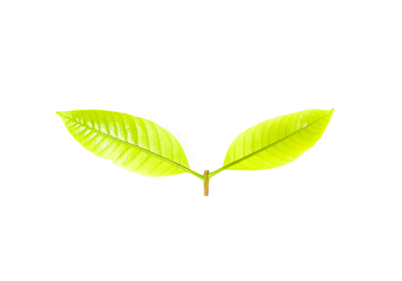 fresh green grass leaves on white background