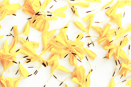 Beautiful yellow marigold flowers on white backgroundの写真素材