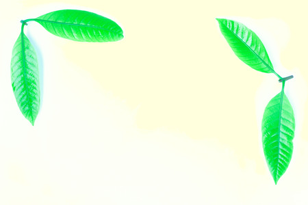 fresh green grass leaves on light yellow backgroundの写真素材