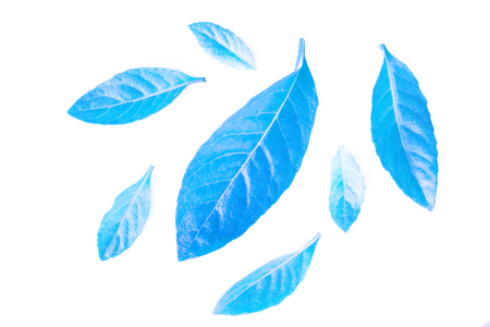 fresh blue leaves isolated on white backgroundの写真素材