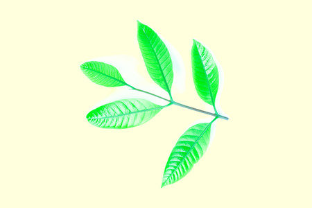 fresh green grass leaves on yellow backgroundの写真素材