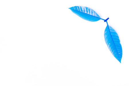 fresh blue leaves isolated on white backgroundの写真素材