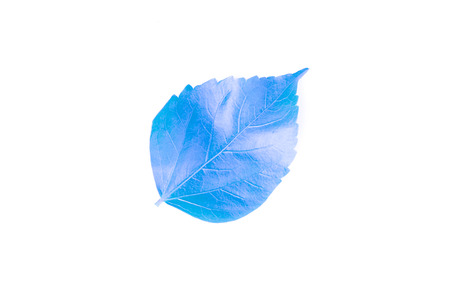 fresh blue leaves isolated on white backgroundの写真素材