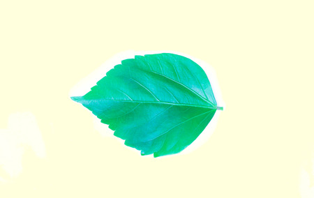 fresh green grass leaves on yellow backgroundの写真素材