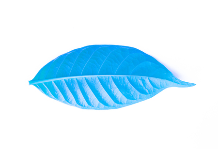 fresh blue leaves isolated on white backgroundの写真素材