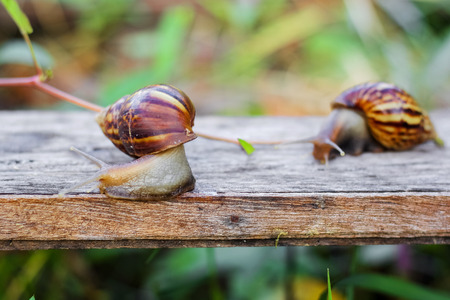 Two snails are looking for food in the gardenの写真素材