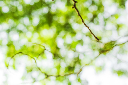 green bokeh background,green bokeh,green bokeh abstractの写真素材