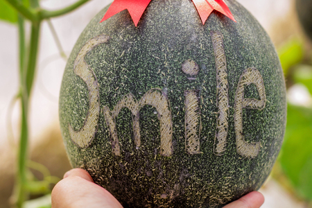 Green melons or cantaloupe melons plants growing in greenhouseの写真素材