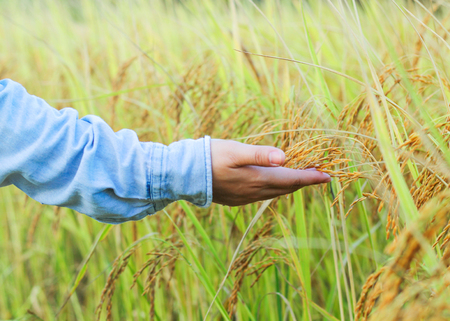 Farmer touching her crop with hand in a golden wheat field.の写真素材