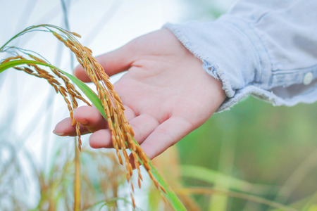 Farmer touching her crop with hand in a golden wheat field.の写真素材