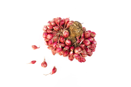 fresh shallots or onion, herb and vegetable, food ingredientの写真素材