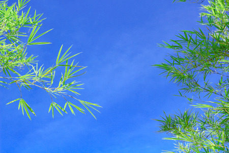 green bamboo leaves on a white backgroundの写真素材