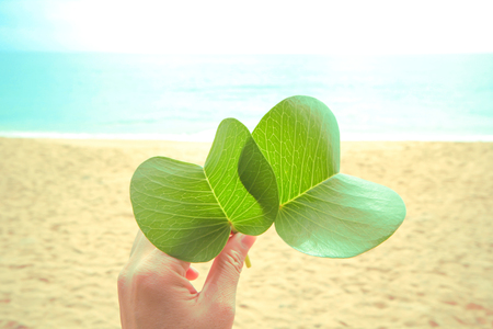 Leaf Ipomoea or morning Gloryon the beach under the blue skyの写真素材