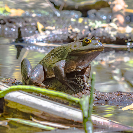 Green bullfrog sitting on a logの写真素材