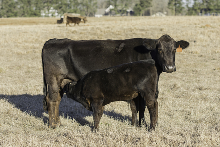 Angus calf nursing Angus cow with other cows in the background on dormant pastureの写真素材
