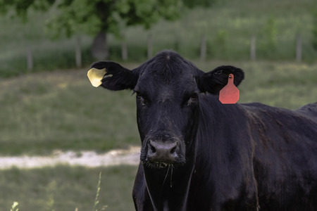 Angus brood cow in a fescue pasture