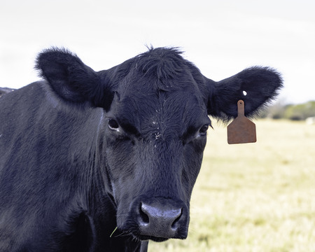 Black Angus cow looking at the cameraの写真素材
