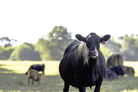 Black Angus crossbred cow from knees up with other cows out of focus in the backgroundの写真素材