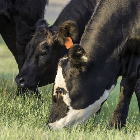 head and neck of two Angus crossbred heifers grazingの写真素材