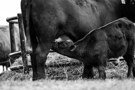 Black and white image of a calf nursing its motherの写真素材