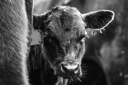 Black and white image of a calf peeking from behind his motherの写真素材