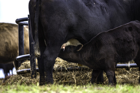 Black crossbred calf nursing its motherの写真素材