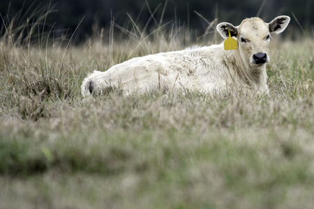 A blond calf with a yellow ear tag lying in a dormant Bermuda grass pastureの写真素材