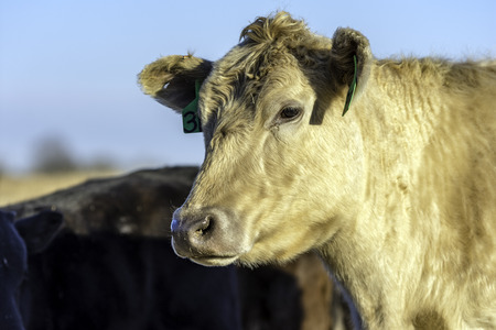 Blond cow looking to the left with other cows in the background and blue skyの写真素材