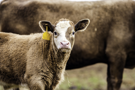 Brown and white commercial calf with mother in backgroundの写真素材