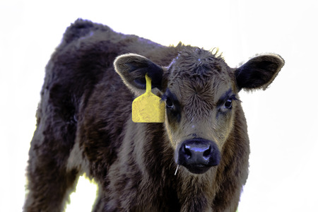 Angus crossbred calf with yellow ear tag from chest up - isolatedの写真素材
