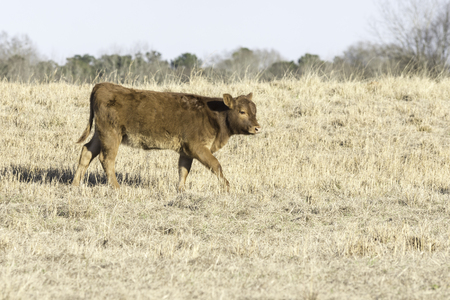Brown calf walking to the right in a dormant bermuda grass pasture in February in Alabamaの写真素材