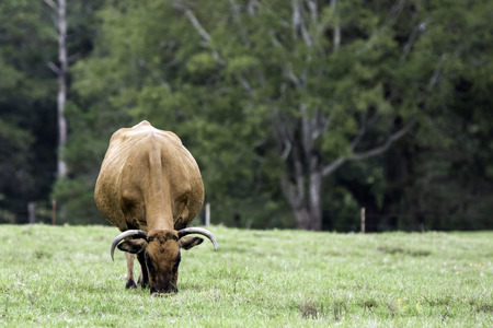 Brown horned cow grazing head-on view with blank area to the rightの写真素材